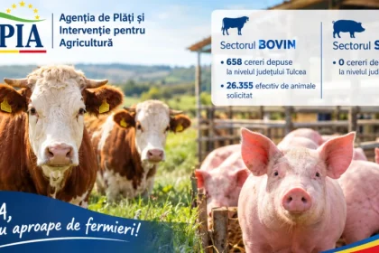 APIA: Situația depunerii cererilor de ajutor de stat pentru bovine și porcine