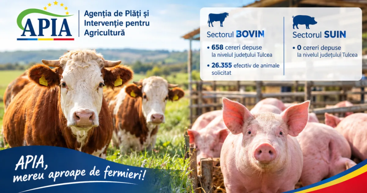 APIA: Situația depunerii cererilor de ajutor de stat pentru bovine și porcine